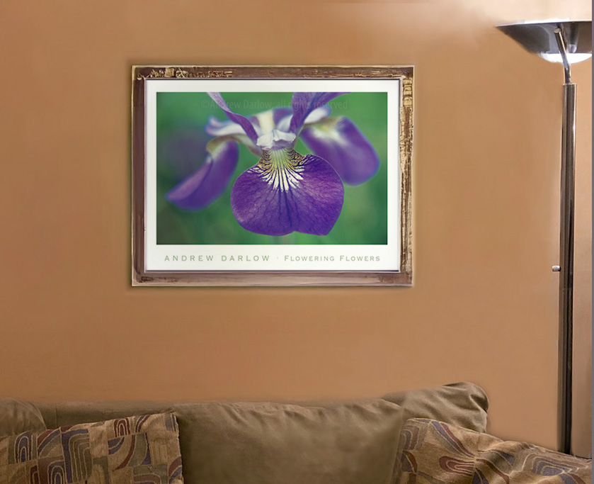 A purple flower is shown in front of a brown wall.